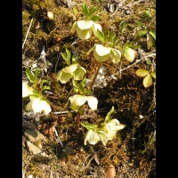 Hellebore du Caucase - Helleborus Caucasicus (fam Renonculacees) (Caucase) (02)
